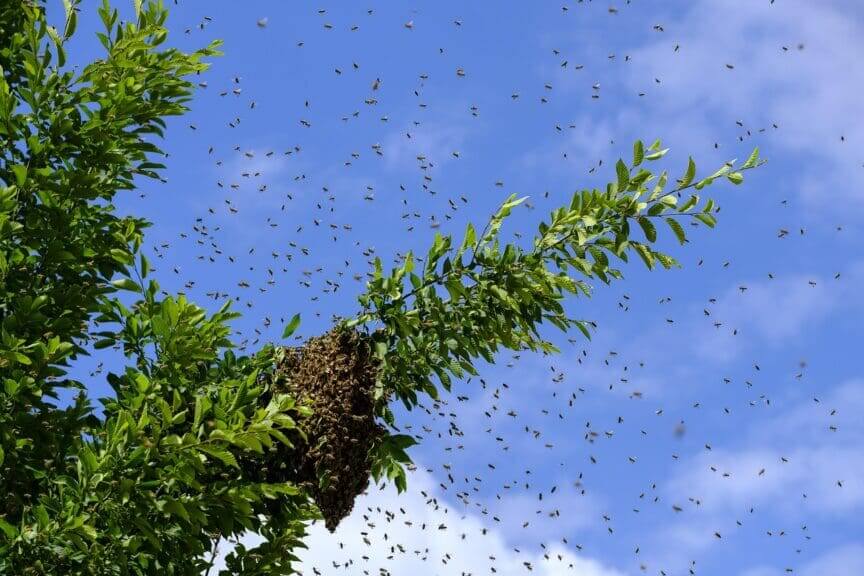 Woman who rescues bees. Bees swarming around treetops with a hive on one of the tree branches.