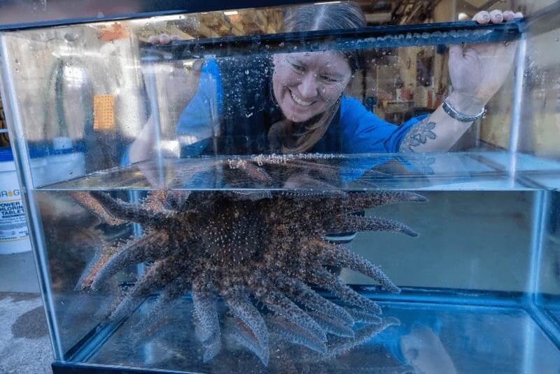 Woman smiling at a sunflower sea star in a tank.