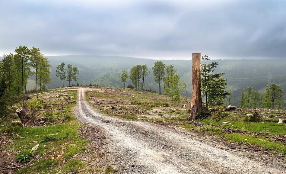 Deforested area in germany
