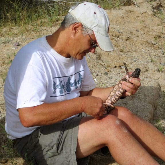 Man drawing blood from a gila monster