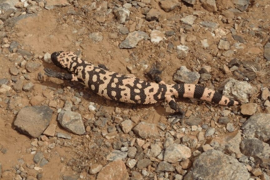 Gila monsters