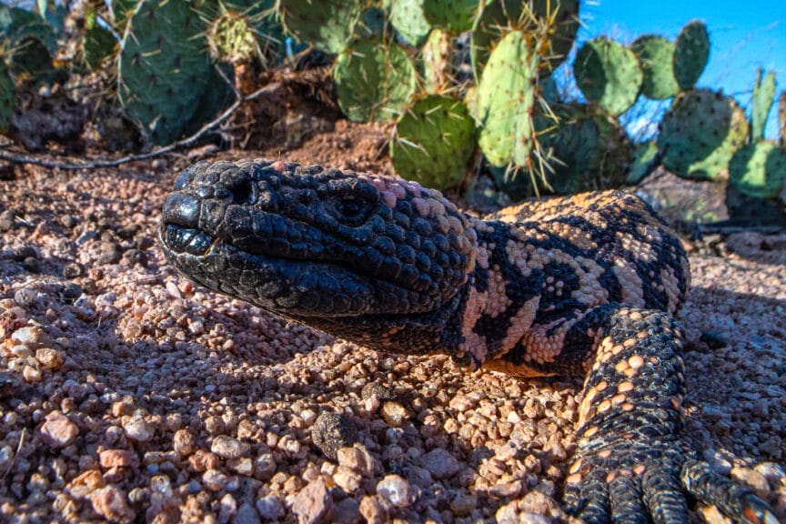 Gila monsters