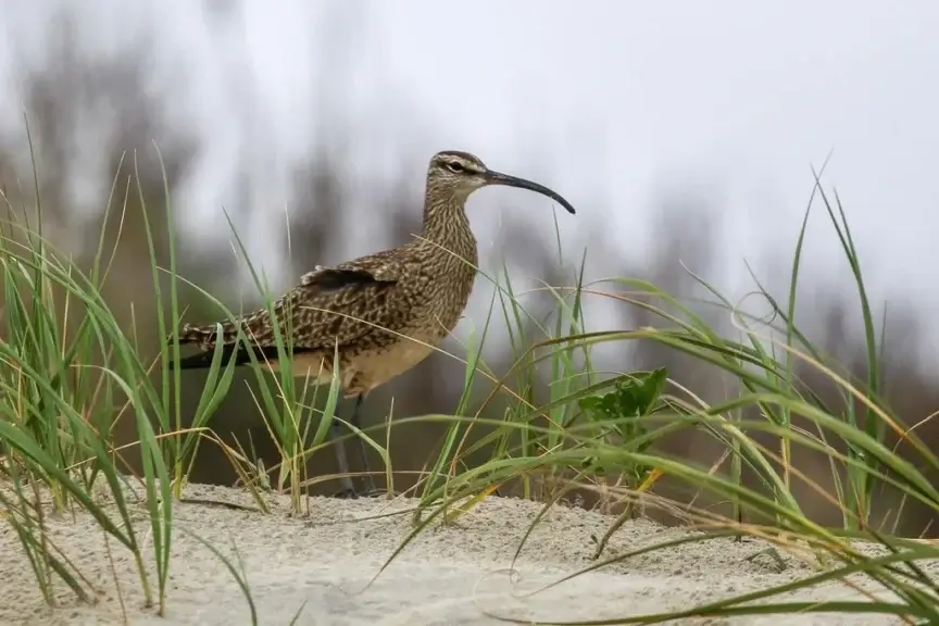 Whimbrel bird on a sand dune