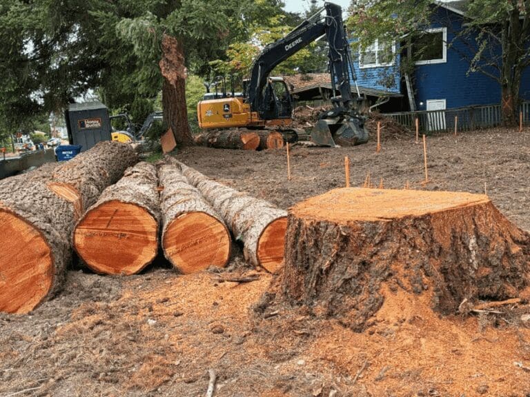 Trees cut down despite tree protection law
