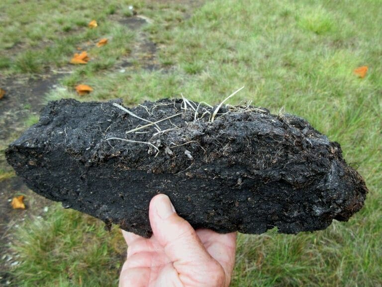 A man’s hand holding peat.