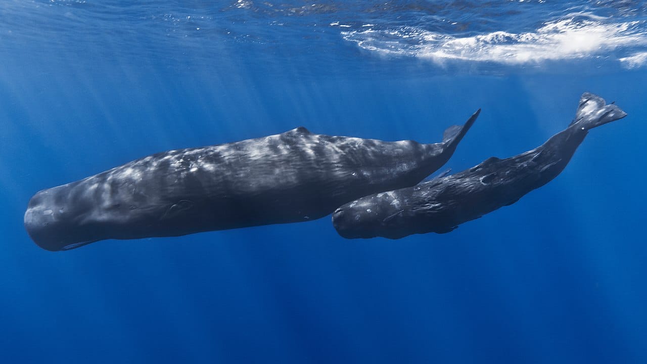 Mother and baby sperm whales