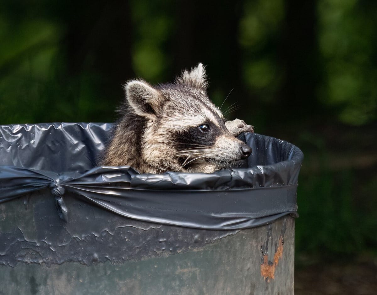 Raccoon peeking out of a trash can