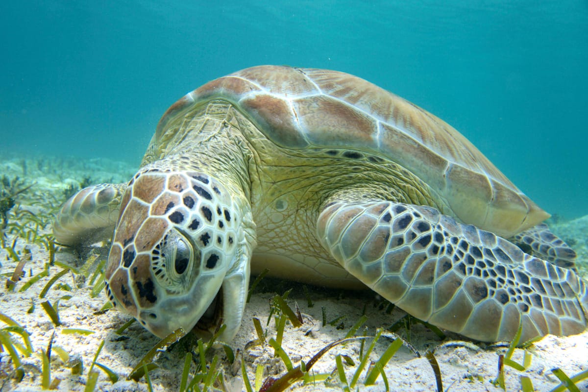 Sea turtle eating a plant in the ocean floor
