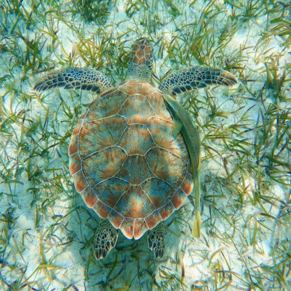 Sea turtle swimm8ng in the ocean (view from above)