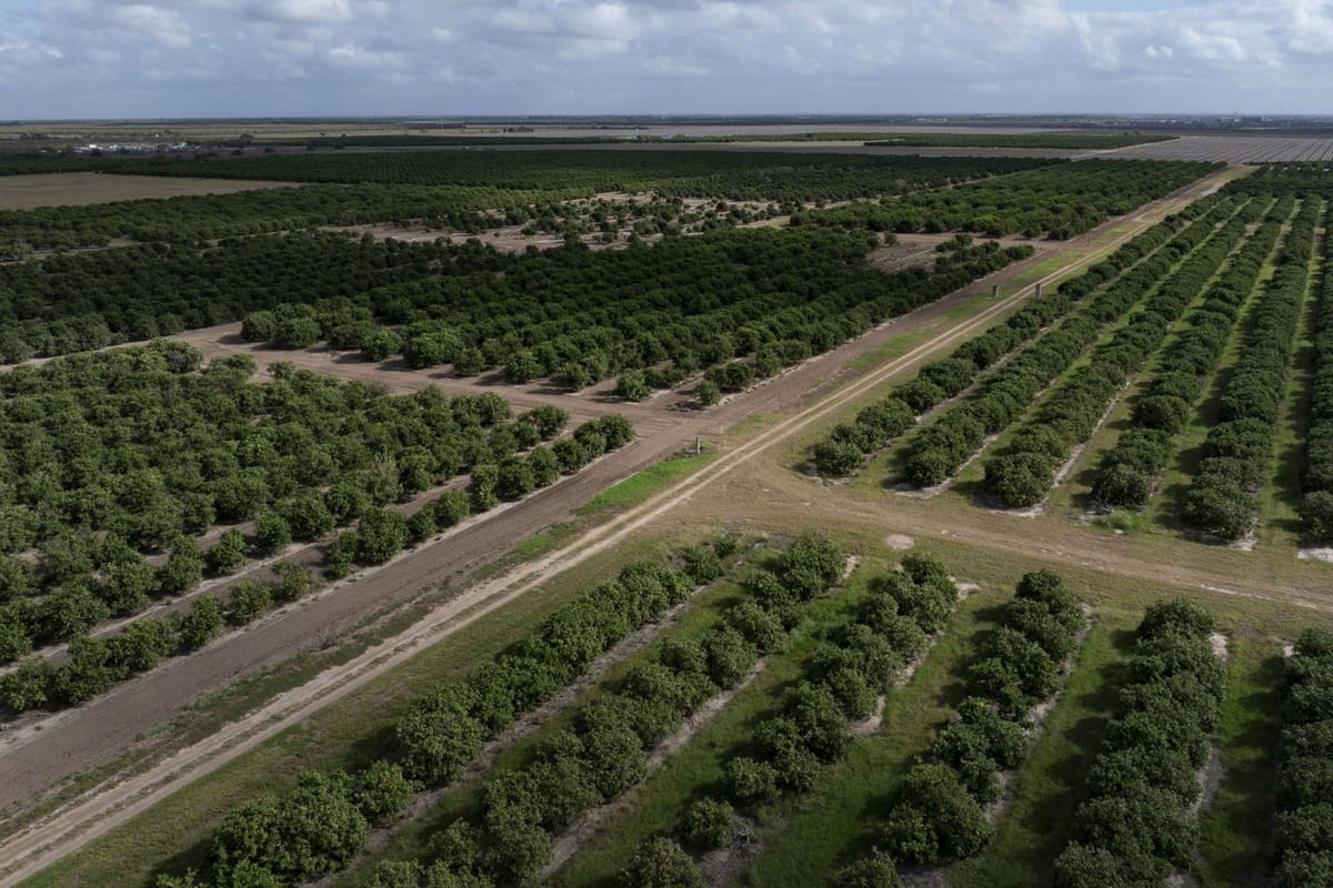 Citrus farms in texas need water.