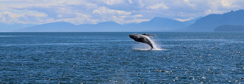 whale breaching Whale breaching in alaska whale communication