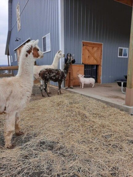 Farm animals at mission barns
