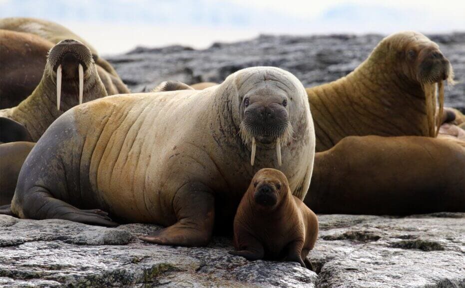 Walrus mom and baby in the arctic