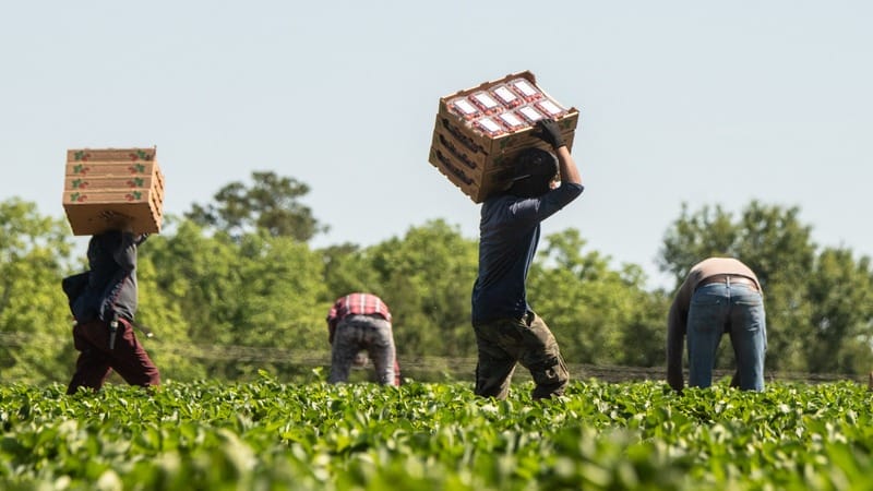 Farmworkers harvesting strawberries