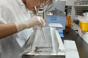 Scientist working with cryisticks full of larvae