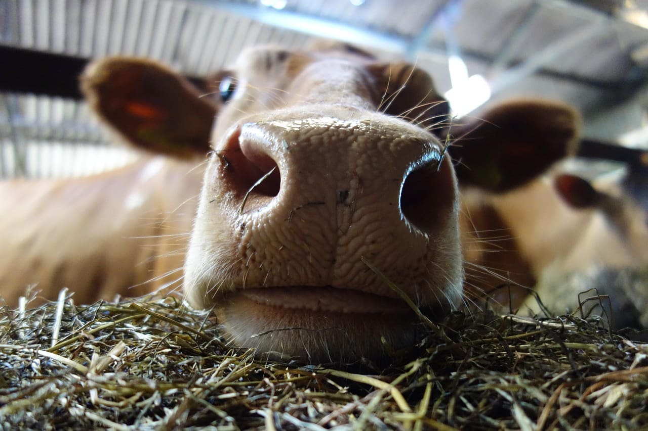 Cow nose smells stinky manure