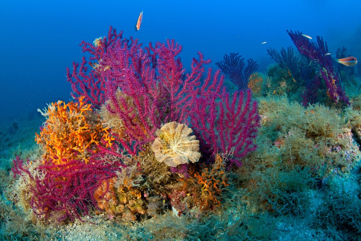 Brightly colored coral among the first to feel ocean acidification