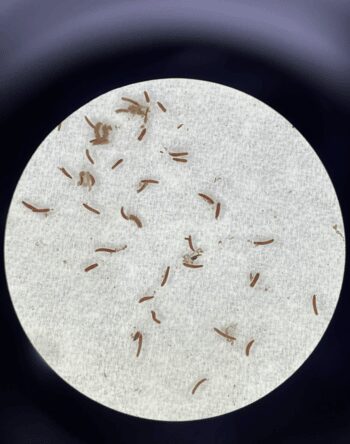 Coral larvae in a petri dish