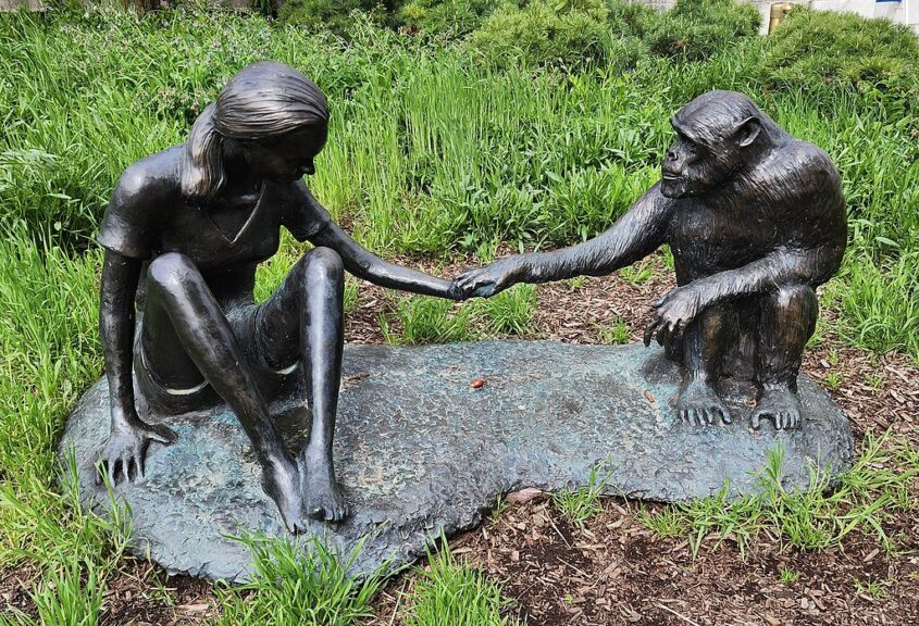 A sculpture of jane goodall and david greybeard outside the field museum in chicago