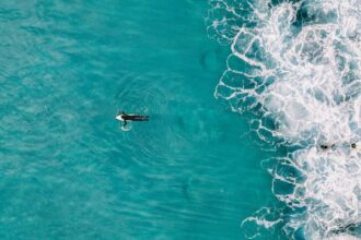 Ocean warming surfed viewed from above