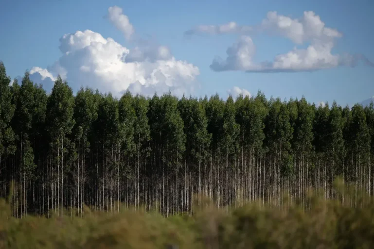 Trees in uruguay forest