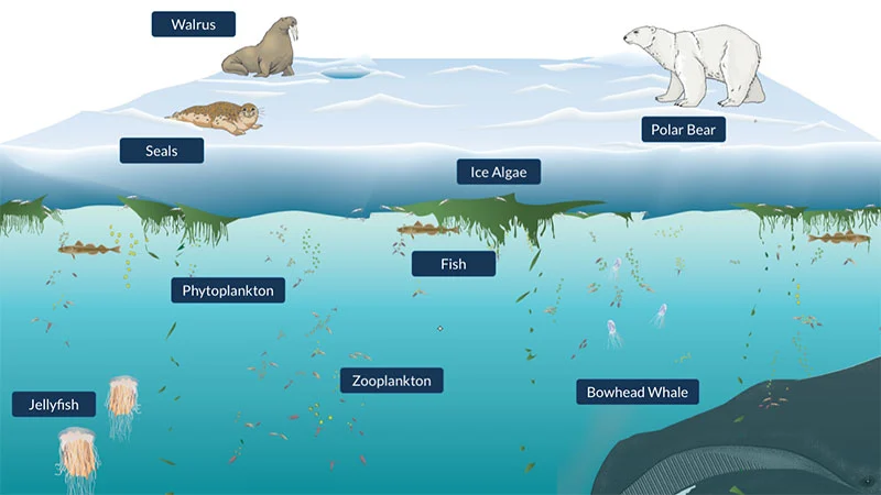 arctic ecosystem Arctic ecosystem