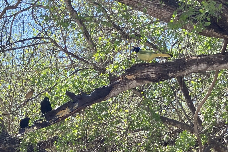 birds in a tree The rio grande valley is known for its vast diversity of birds, including at the salineño wildlife refuge in starr county.