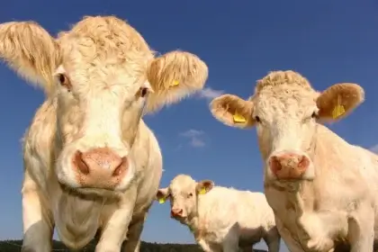 Cows staring, mad about farm bill