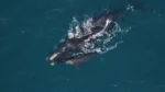 Whale and baby swim together where ocean speed limits help to keep them safe