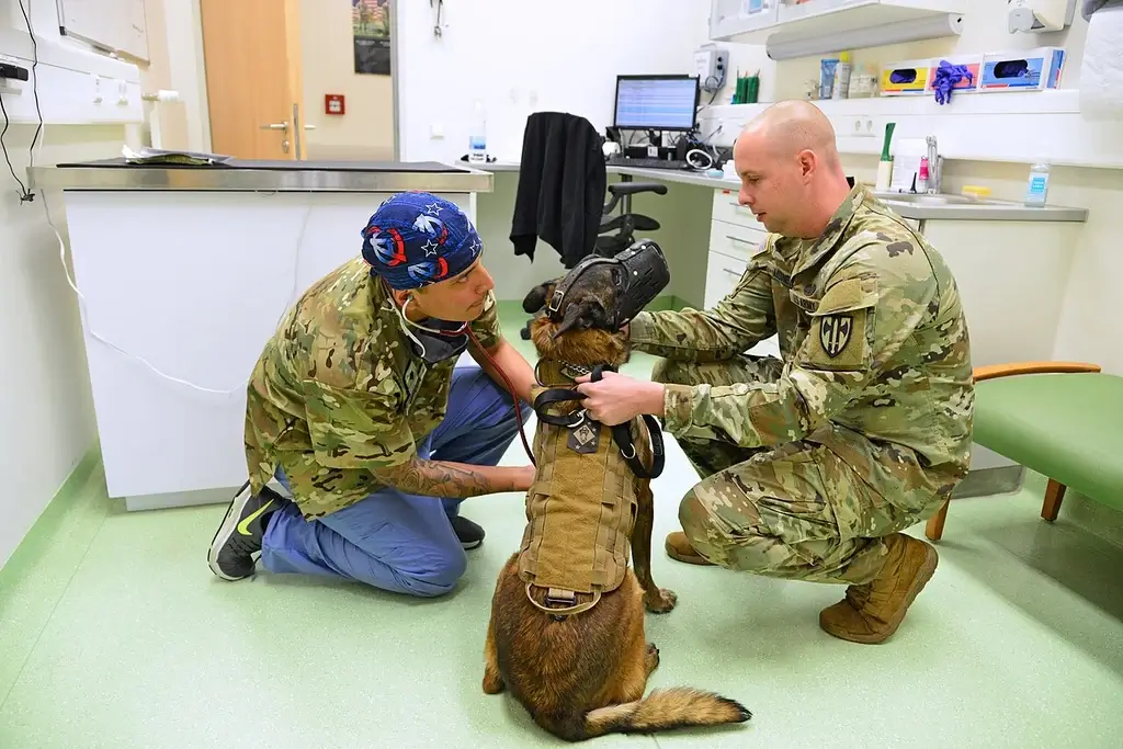 A Military Working Dog at the vet