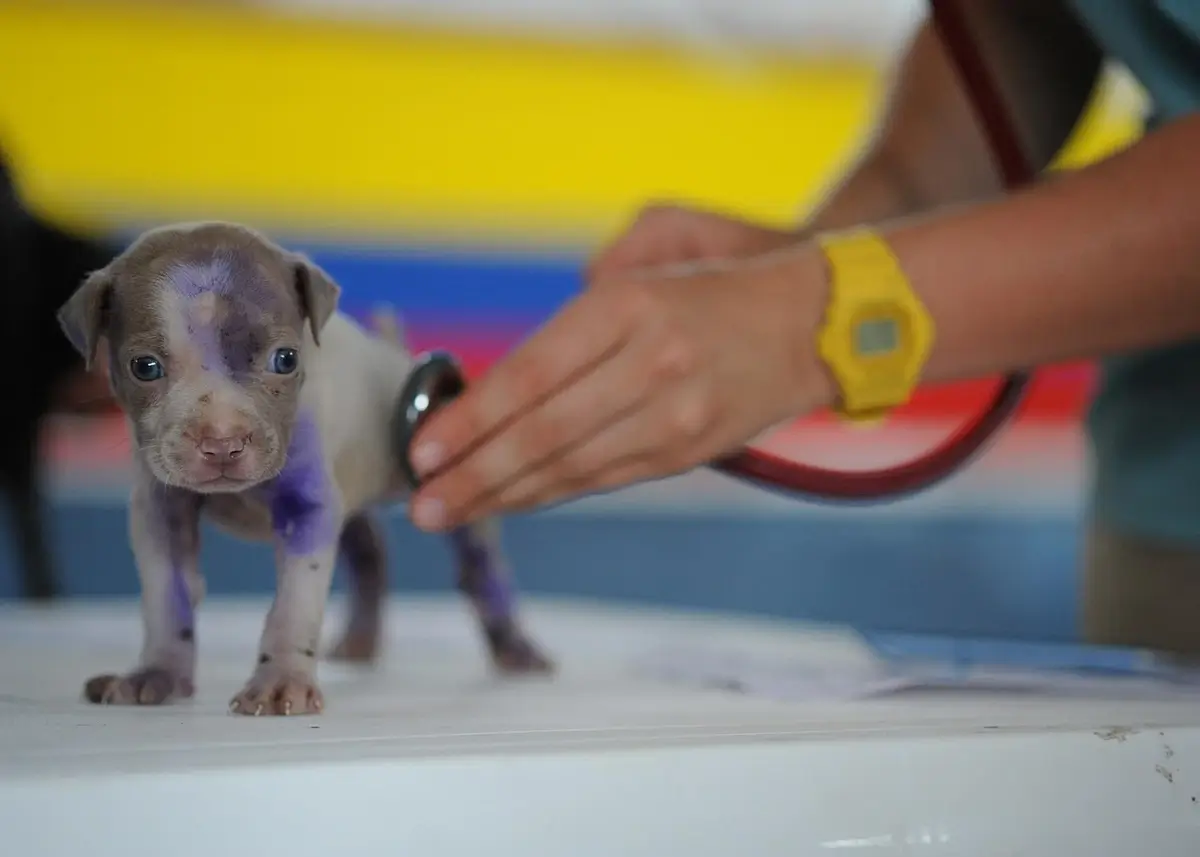 New puppy visits involved questions about dig food