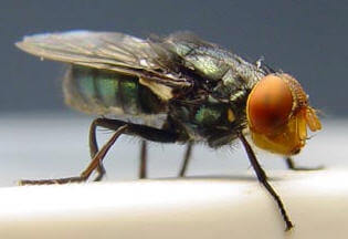 The screwworm fly is back following cuts to USAID and the CDC