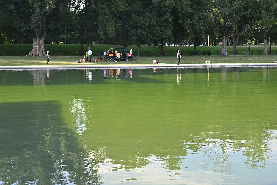 Reflecting pool algae that could result in Trump deciding to fire Jeanine Pirro.